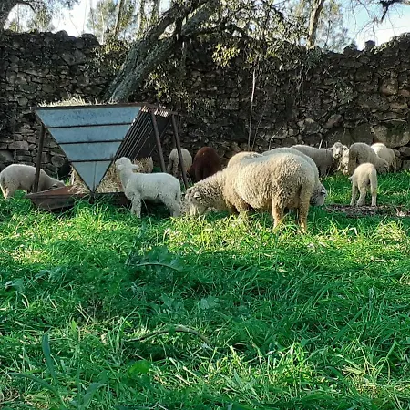 Casa Da Vinha Hébergement de vacances Castelo Novo