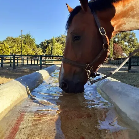 Casa Da Vinha Feriehus