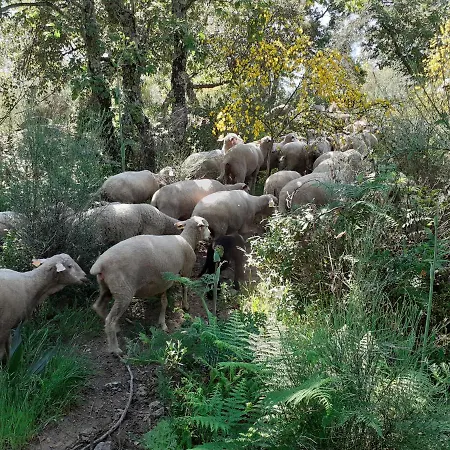 Casa Da Vinha * Castelo Novo