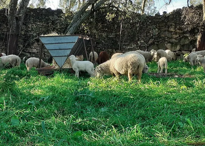 Casa Da Vinha Σπίτι διακοπών Castelo Novo