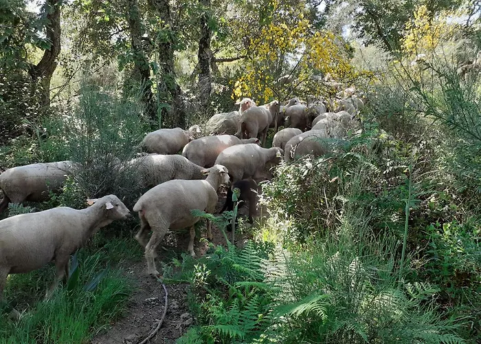 Casa Da Vinha * Castelo Novo